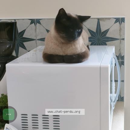 Photo 1/1 Pawo Chat lost in Sauzet