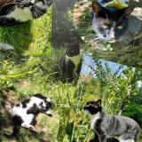 Picture of cat lost at Lille