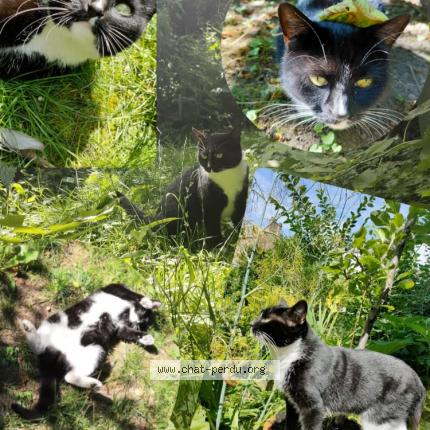 Photo 1/1 Cookie Chat lost in Lille