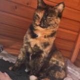 Picture of cat lost at La Roque D Antheron