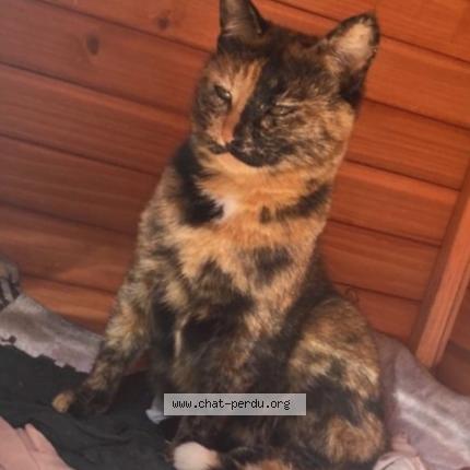 Photo 1/1 Riri Chat lost in La roque d antheron
