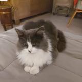 Picture of cat lost at Faveraye Machelles