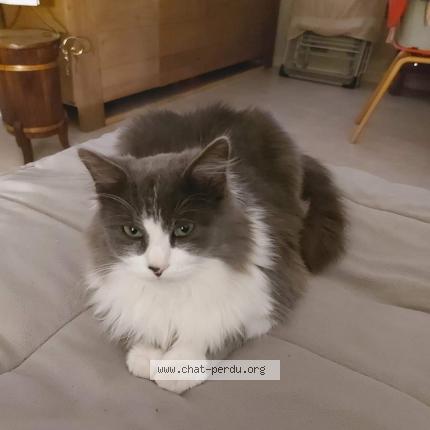 Photo 1/1 Tarzan Chat lost in Faveraye machelles