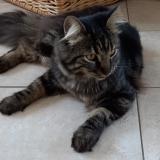 Picture of cat lost at Montelimar