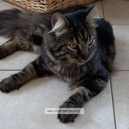 Photo 1/1 Lucky Chat lost in Montelimar