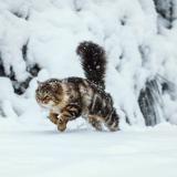 Picture of cat lost at Cornus