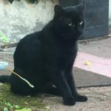 Picture of cat lost at Talence