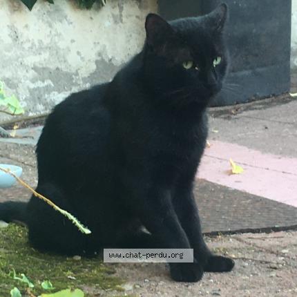 Photo 1/1 Gaston Chat lost in Talence