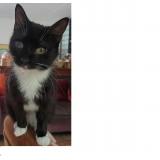 Picture of cat lost at Simiane Collongue