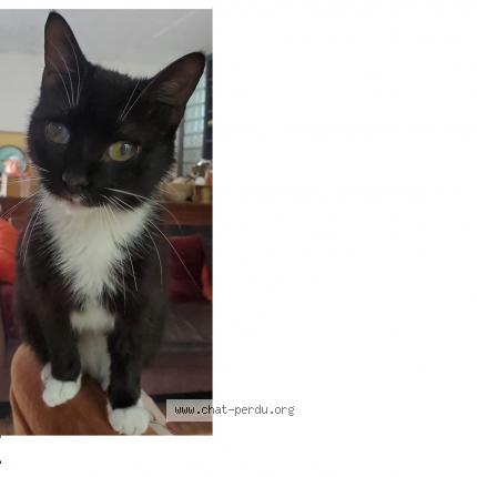 Photo 1/2 Mochi Chat lost in Simiane collongue