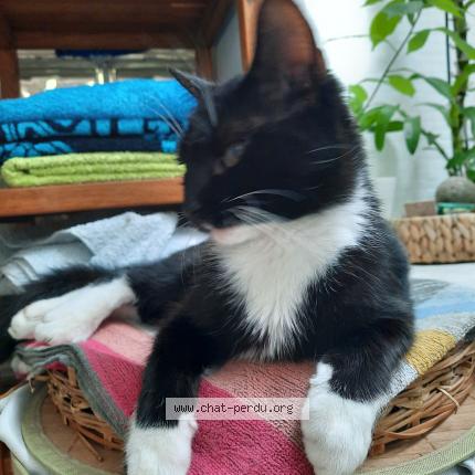 Photo 2/2 Mochi Chat lost in Simiane collongue