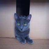 Picture of cat lost at Lieuran Les Beziers