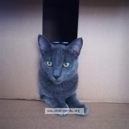 Photo 1/1 HARRY Chat lost in Lieuran les beziers