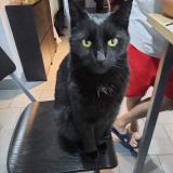 Picture of cat lost at Mabompre Houffalize