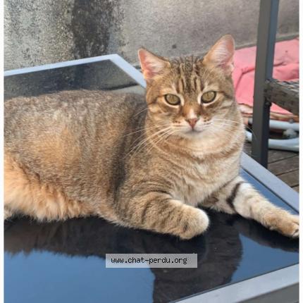 Photo 1/1 Loulou Chat lost in Valence