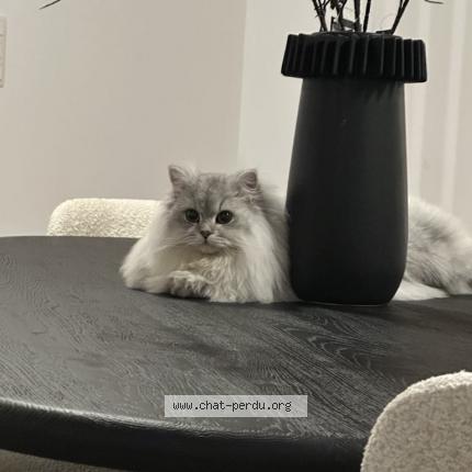 Foto 1/1 Kat teruggevonden Vermist in Xhendelesse