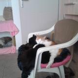 Picture of cat lost at Larnas