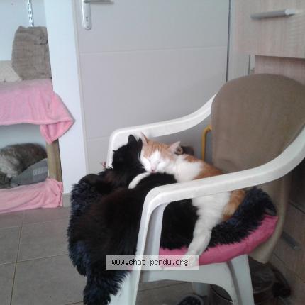 Photo 1/1 Yephoun&eacute; Chat lost in Larnas