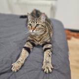 Picture of cat lost at Ernee