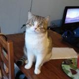 Picture of cat lost at Lansargues