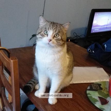 Photo 1/1 Croquette Chat lost in Lansargues