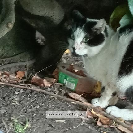 Photo 1/1 Cat reunited Found in Lille