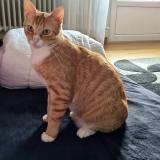 Picture of cat lost at Metz