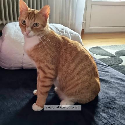 Photo 1/1 Caramel Chat lost in Metz