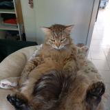 Picture of cat lost at Grues