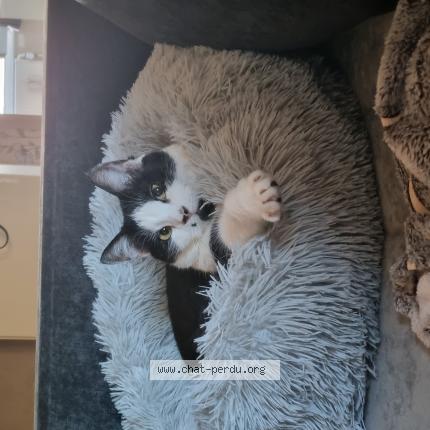 Foto van vermiste kat in Ougree