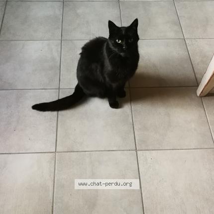 Photo 1/1 Cat reunited Lost in Alencon