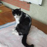 Picture of cat lost at Sauveterre De Comminges