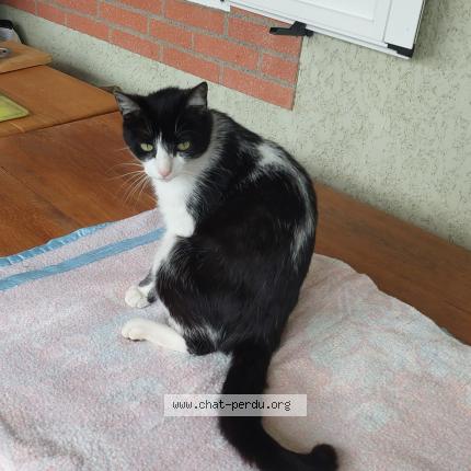 Photo 1/1 Alfredde Chat lost in Sauveterre de comminges