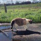 Picture of cat lost at Saint Viaud
