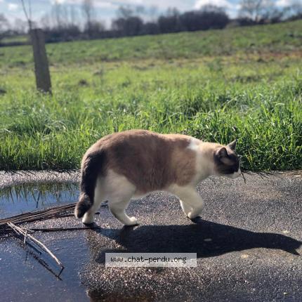 Photo 1/1 Haiku Chat lost in Saint viaud
