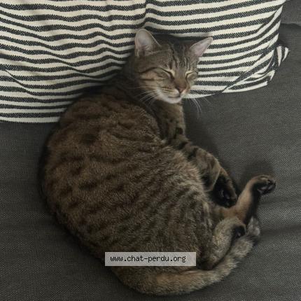Foto 1/1 Kat teruggevonden Vermist in Bruxelles