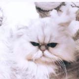 Picture of cat lost at Teloche