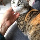 Picture of cat lost at Le Bouscat