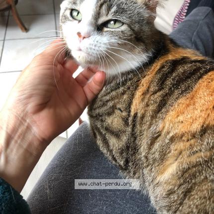 Photo 1/1 Romy Chat lost in Le bouscat