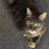 Picture of cat lost at Fondettes