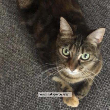 Photo 1/1 Dinah Chat lost in Fondettes