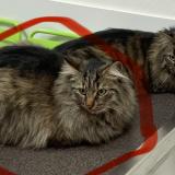 Picture of cat lost at Chauriat