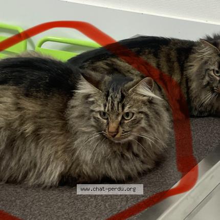 Photo 1/1 Socrate Chat lost in Chauriat