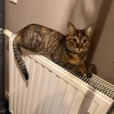 Picture of cat lost at Sarcelles