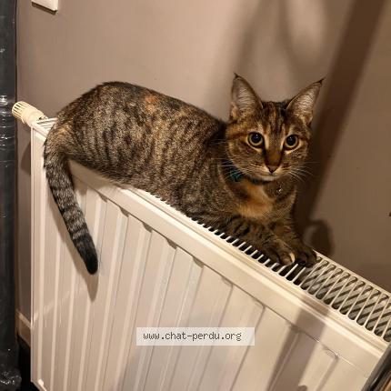 Photo 1/1 NANA Chat lost in Sarcelles