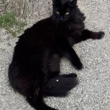 Picture of cat lost at Obernai