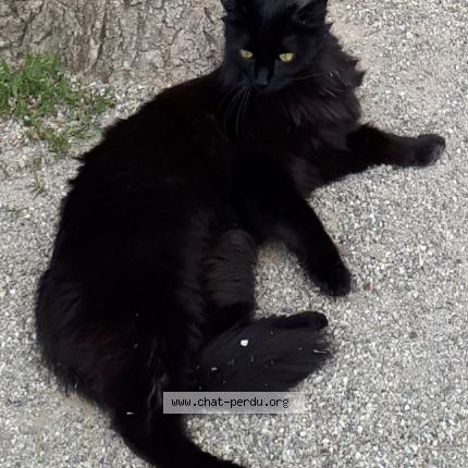 Photo 1/1 Minuit Chat lost in Obernai