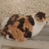 Picture of cat lost at Dijon