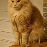 Picture of cat lost at Maule