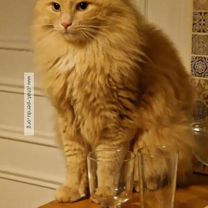 Photo 1/1 Pompon Chat lost in Maule